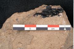 Foto (Detailansicht) von Araucaria sternbergii Goeppert (NHMW-GEO-2024-0188-8306)